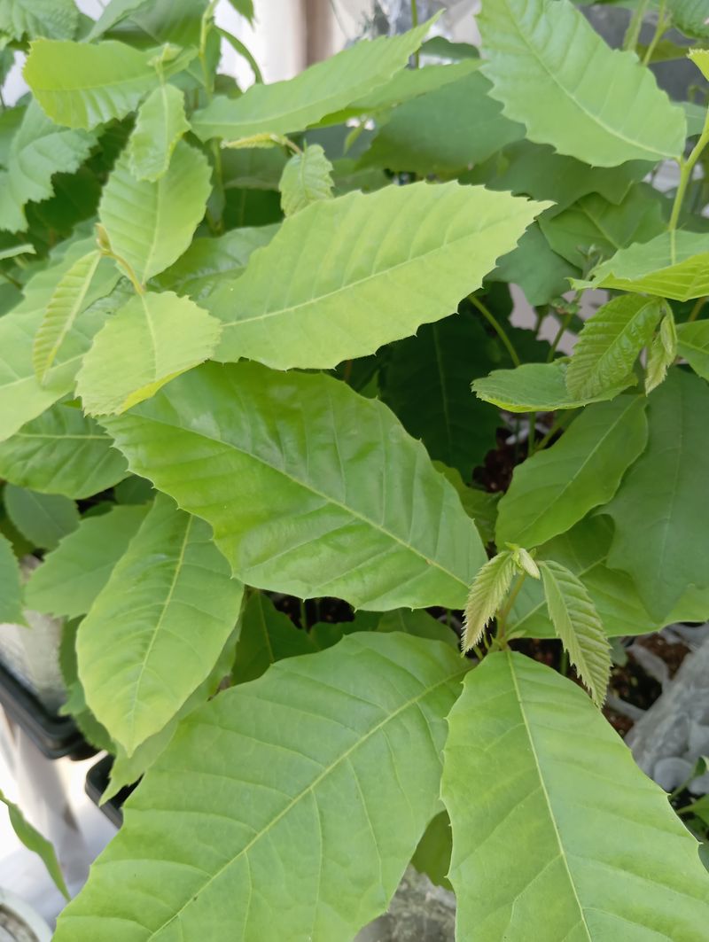 Castanea mollissima